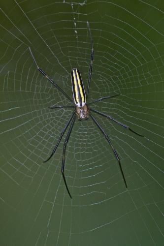 Réf. 197 336 : Nephila pilipes